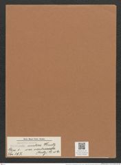 Navicula mutica var. ventricasta Kuetz. (de-Toni-Nr.: Genus 1, Species 397) Zeichnungen Sammlung Grunow Mappe 00368 (Herbarium_W_Grunow_drawings_Folder_00368)